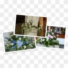 Maybe you would like to learn more about one of these? Church Flowers Alton Baby Blue Eyes Hd Png Download 1360x450 6184100 Pngfind