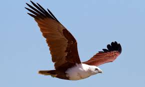Download gratis gambar burung elang menakjubkan ✓ gratis untuk komersial ✓ bebas hak cipta. 84 Gambar Burung Elang Kalimantan Terbaik Gambar Hewan