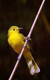 Pin On Birds Of Coorg Karnataka India