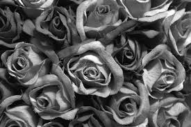 12,789 black and white rose premium high res photos. Black Roses Stock Image Image Of Flower Rose Garden 11635989