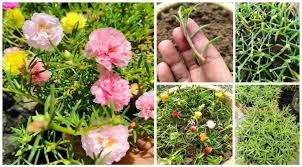 Namun bukan berarti menanam bunga ros di pot. Cara Tanam Ros Jepun Dari Keratan Batang Mudah Jaga Cepat Berbunga Cantik