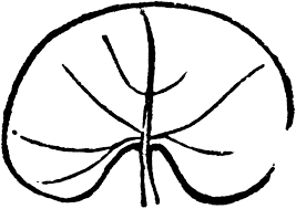 Black And White Lily Pad Clipart Free Printable Lily Pad Coloring Pages For Kids In 2020 Lily Pads Coloring Pages For Kids Super Coloring Pages