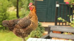 Zoofilia: causas, síntomas y tratamiento