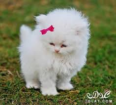 صور احلى قطط قطط صغيره قطط كيوت صور احلى قطط قطط رقيقه Cute Animals Animals Baby Animals