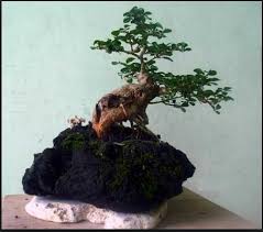 Bonsai Sisir Yang Cantik Dan Elegan
