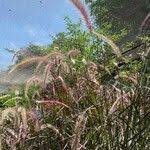 Image result for Cenchrus polystachios