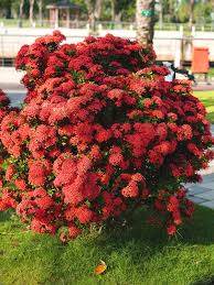 Image result for Ixora hartiana