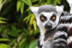 Cute things to draw for your best friend , easy things to draw that look cool step by step. The World S Most Endangered Rainforests Loveexploring Com