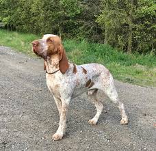 Image result for italský krátkosrstý ohař