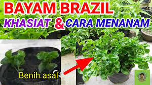 Sok hasonló jelenet közül választhat. Bayam Brazil Khasiat Cara Menanam Youtube