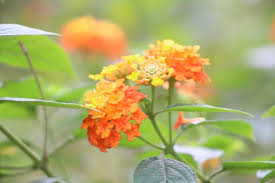 Image result for Lantana angolensis