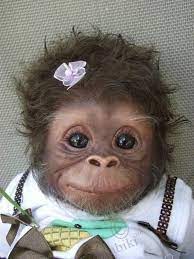 What The Eff You Guys Cute Animals Cute Baby Animals Cute Monkey