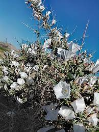 Image result for Convolvulus goyderi