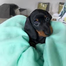 Black And White Dachshund Puppies Miniature Dachshund Loulou Dachshund Puppy Miniature Dachshund Pets Dachshund Puppy Black