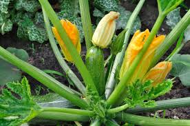 Zucchini lassen sich sehr einfach im beet anbauen und versprechen hohe erträge. Zucchini Auf Dem Balkon Anbauen So Wachst Er Wie Im Garten