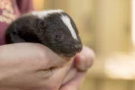 Skunk Zooborns