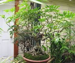 Schefflera Arboricola Schefflera Arboricola Schefflera Umbrella Tree