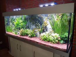 Show Anlage Amazonas Susswasseraquarium Aquarien Aquaristik