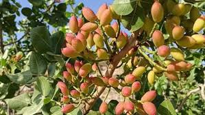 A questi si aggiungono 526 prodotti vitivinicoli, per un totale complessivo. Pistacchio Di Raffadali Presto Dop Domanda Pubblicata In Guce