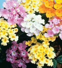 Lantana Bonnie Plants Lantana Florida Flowers Flower Pots