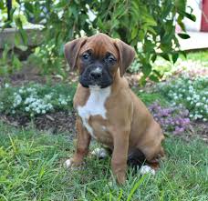Cities related to palm beach county fl. Boxer Puppies In Lancaster Ca