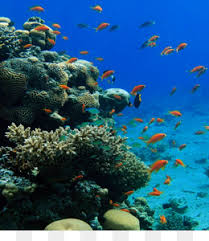 We also hope this image of coral reef coloring other sources to use as an inspiration for you. Ocean Reef Png Ocean Reef Painting Ocean Reef Color Ocean Reef Vector Ocean Reef 3d Ocean Reef Animated Ocean Reef Card Ocean Reef Illustration Ocean Reef Cute Ocean Reef Maps Ocean Reef Christmas Ocean Reef Art Ocean Reef Calendar Ocean Reef Plants