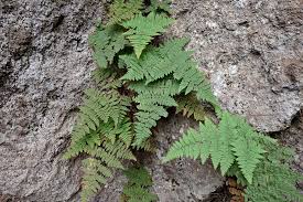 Image result for Monadenium crenatum