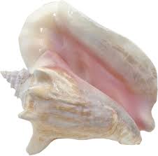 Amazon.com has been visited by 1m+ users in the past month Decorative Extra Large Queen Conch Seashell Shell 8 10 Walmart Com Walmart Com