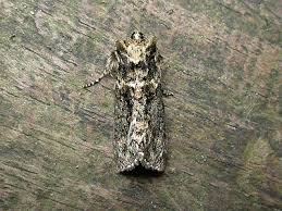 Image result for Polyploca ridens