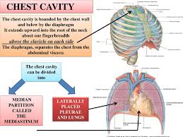 The chest anatomy includes the pectoralis major, pectoralis minor & serratus anterior. Chest Cavity Above The Clavicle On Each Side Ppt Download