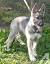 Giant King Shepherd
