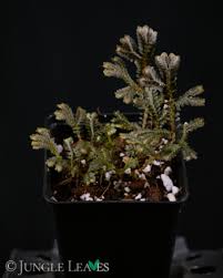 Image result for Selaginella afrorum