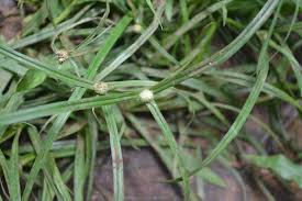 Image result for Kyllinga odorata