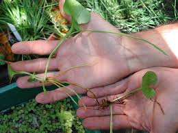 Image result for Ophioglossum reticulatum