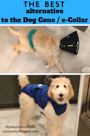 The Best Alternative To The Dog Cone After Spay Neuter Dog Spay Dog Cone Neutering Dogs