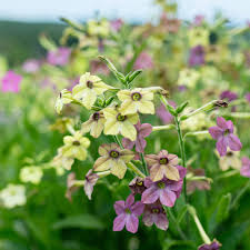 Image result for Nicotiana