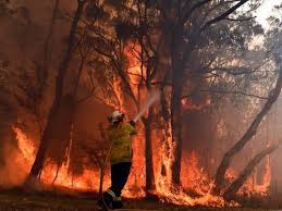 Australian Bushfires Leave 24 Dead Ignite Coal Seam The Energy Mix