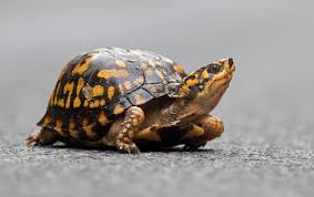 Maryland Biodiversity Project Eastern Box Turtle