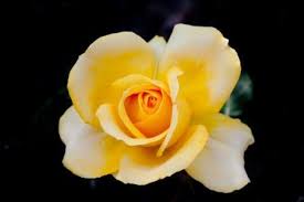 Chances are likely you can't see a pimple in your ear without the help of some fancy mirror work and intense. Do You Or Someone You Know Have Misplaced Bppv Ear Crystals