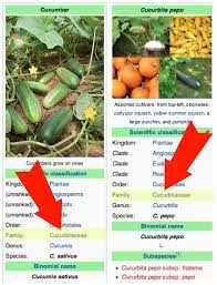 Examples of drug classes exhibiting. Do Your Allergies Cross React