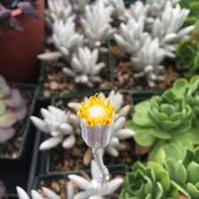 Image result for Caputia