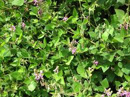Image result for Desmodium