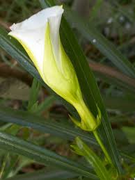 Image result for Physotrichia atropurpurea