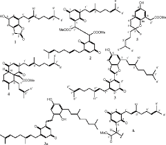 Image result for Lettowianthus stellatus