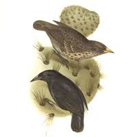 Sperlingsvögel (passeriformes) … deutsch wikipedia. Evolution Iii Artbildung Darwin Finken