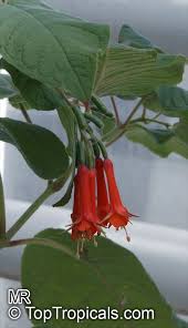 Image result for Fuchsia splendens