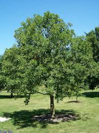 Browse dayton local for similar listings: Ohio Buckeye Siebenthaler S