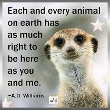 Pin By Cassandra Palmer On Worth Knowing About Animals Animal Quotes Animals Animals Beautiful