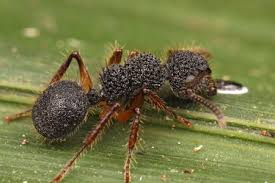 Image result for Actinanthella