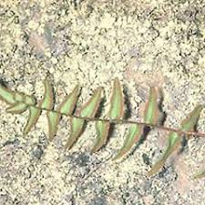 Image result for Pellaea dura